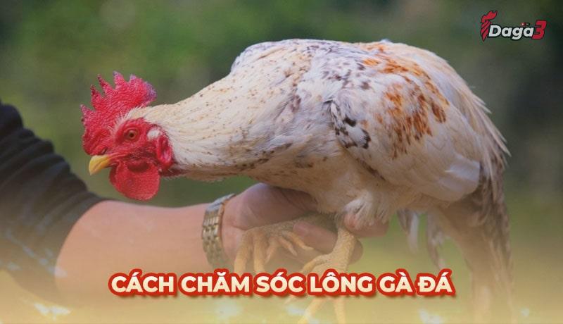 Cách chăm sóc lông gà đá theo từng giai đoạn khác nhau