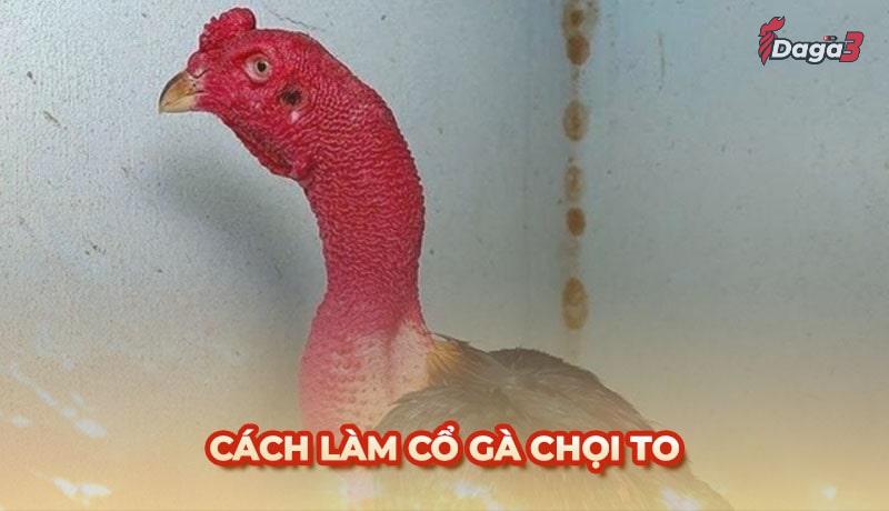 Cách làm cổ gà chọi to chi tiết nhất cho kê thủ