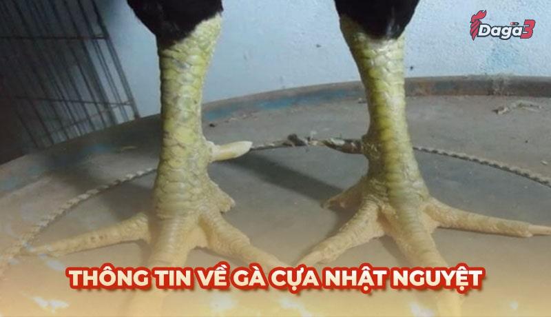 Gà cựa Nhật Nguyệt: Đặc điểm, đòn đá, và cách huấn luyện