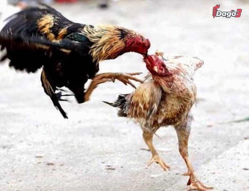 Có thể can thiệp y tế để chữa gà chọi hỏng mỏ dưới