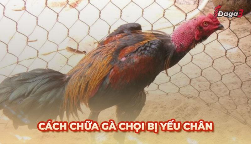 Nguyên nhân làm gà chọi yếu chân và cách điều trị hiệu quả