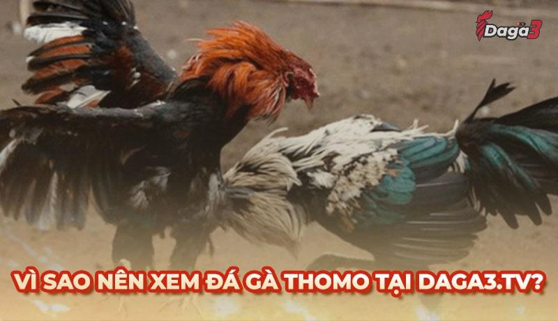Vì sao nên chọn dinhduongaz.com để xem đá gà trực tiếp thomo