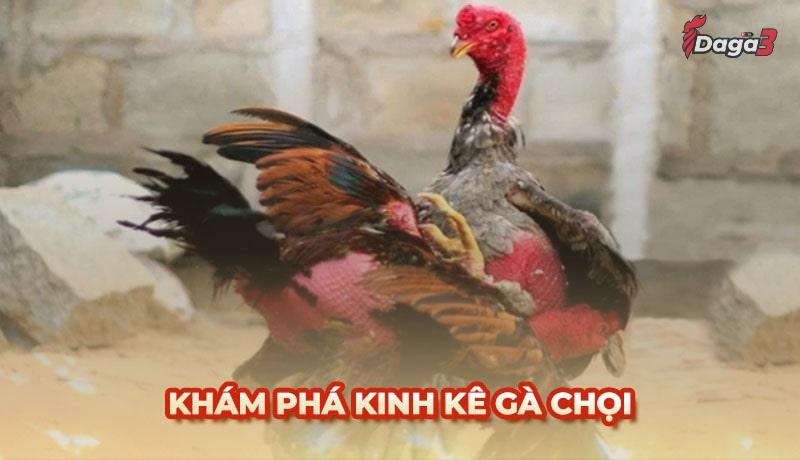 Kinh kê gà chọi: Bách khoa toàn thư về nghệ thuật đá gà