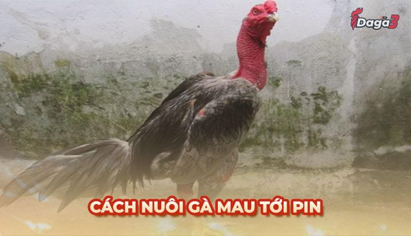 Cách nuôi gà mau tới pin giúp chiếm ưu thế khi thi đấu