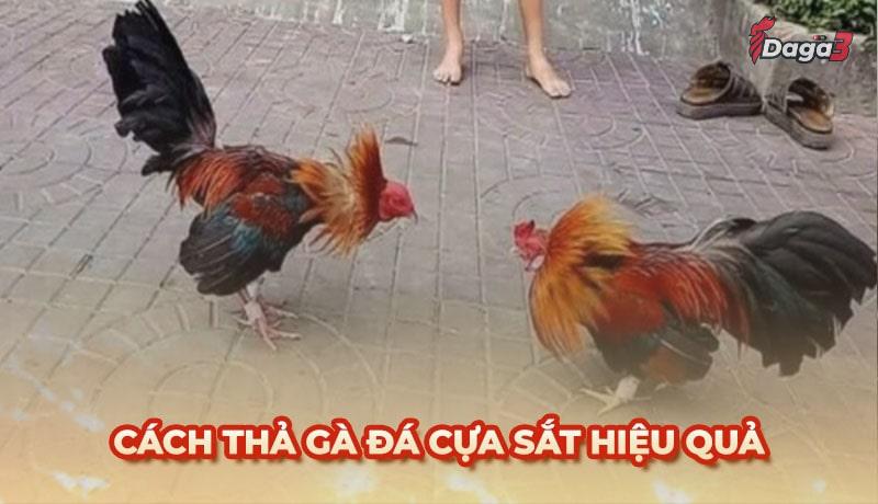 Cách thả gà đá cựa sắt đúng kỹ thuật nhất hiện nay