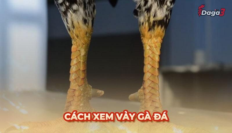 Cách xem vảy gà đá siêu chuẩn tăng tỷ lệ thắng lên 90%